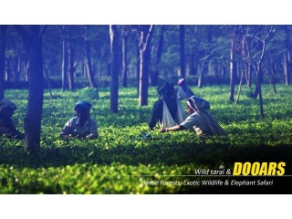 Dooars Tour Package from Kolkata for an Unforgettable Himalayan Foothills Experience